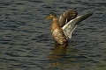 mallard, mallards, ducks,-1